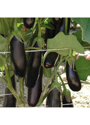 Семена баклажана Фабина F1 Clause (333036070)