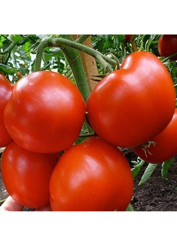 Семена томата Гравитет F1 Syngenta (331900608)