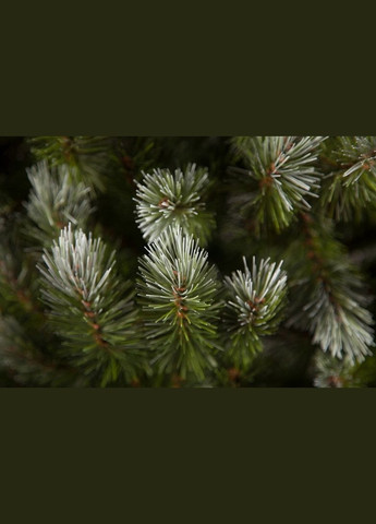 Сосна Pittsburgh 2,30 м зелена з ефектом покриття інеєм і шишками Triumph Tree (329408072)