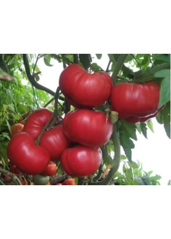 Семена томата Юсуповский 15 семян Seed.Ua (401669769)