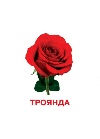 Розвиваючі картки для дітей Квіти J012y, 18 картинок Jumbi (363205236)