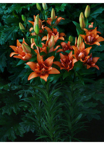 Лілія Double Love (12/14) No Brand (364535280)