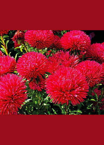 Семена Астра рубиновые звезды 0,3 г ( ) Насіння країни (328606960)