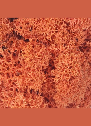 Очищений стабілізований мох ягель Сієна 0,5 кг Nordic moss (276401114)