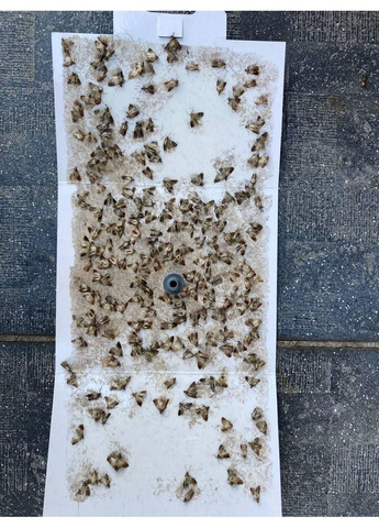 Феромнная ловушка для пищевой моли No Brand (372512139)