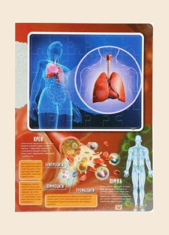 Книга Тело человека (пазлы) Автор - Мария Жученко ( ) Vivat (338875415)