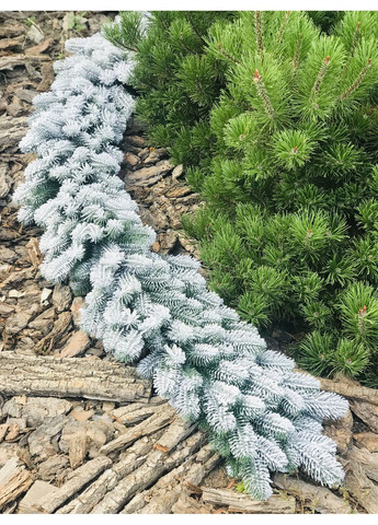 Гірлянда хвойна SGH Lux лита 1,2 м засніжена HVOYA (366964176)
