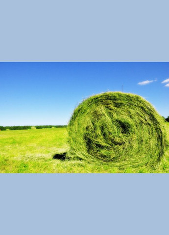 Суміш багаторічних трав для сінокосу Україна (322871652)