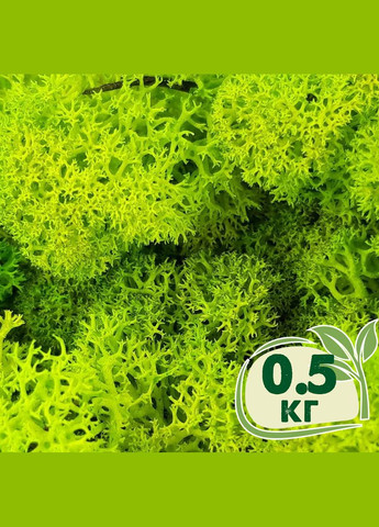 Стабілізований мох ягель Зелений весняний 0,5 кг Nordic moss (276401140)