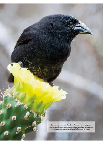 Велика книга тварин Vivat (370058216)