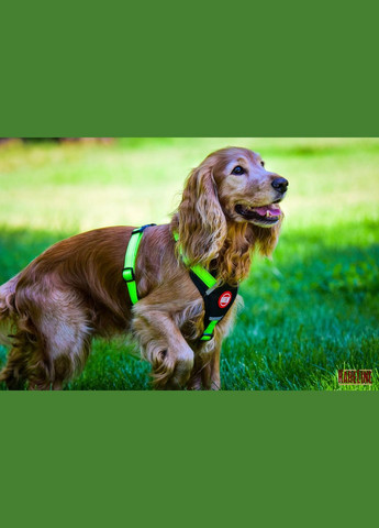 Шлея з нейлону зі світловідбивною ниткою та пластиковою пряжкою 20 мм А:420-520 мм, В:500-630 мм Kareline (339075274)