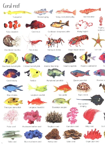 1000 Things Under the Sea Usborne Publishing (370108563)