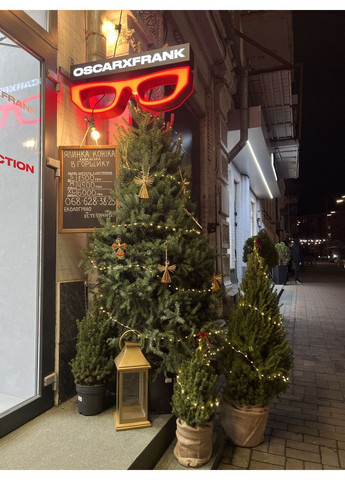 Новогодняя елка канадская Коника жива в горшке 80 см Квітковий Бар (370044051)