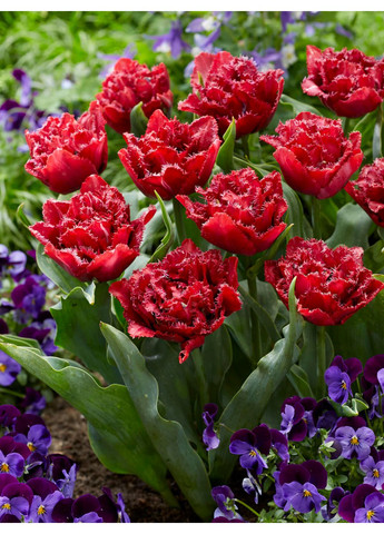 Тюльпан Cranberry Thistle (2 шт.) в упаковке) No Brand (364535432)