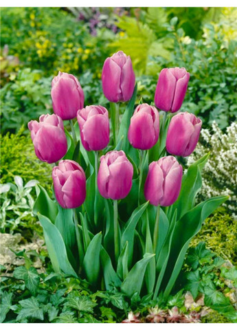 Тюльпан Holland Beauty (2 шт. в упаковці) No Brand (364534839)