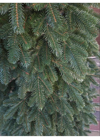 Ёлка искусственная литая SGX Ковалевская 2.30 м. зелёная Yalynkar (366964334)