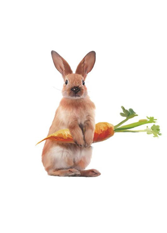 Виниловые наклейки на стену Зайка с морковкой (лист 40 х 39 см) Б376-16 No Brand (302243036)
