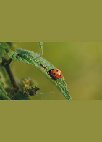 Картина-обогреватель "Муравей и божья коровка" на пленке 105x60 см 300 Вт Monocrystal (315598663)