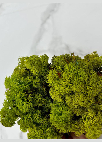 Стабілізований Норвезький Мох (Ягель) – Autumn No Brand (302520155)