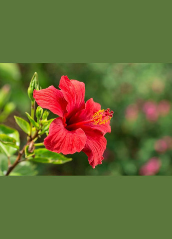 Матча Гибискус (Маття) TM TeaStar 50 грамм (R-14020-VS) Tea Star (303348490)