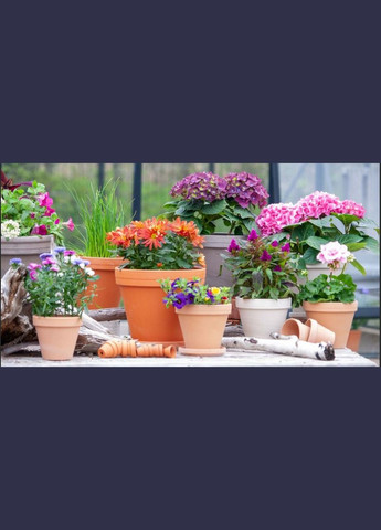 Комплект горщиків класичних б/п 11*10*0,5 см котто з піддонами, кераміка 2+2 шт Spang (345726277)