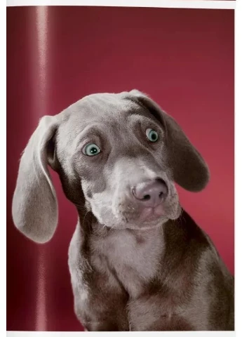 Walter Chandoha. Собаки. Фотографии 1941–1991 Taschen (385496939)