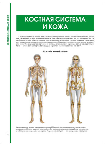 ВЕЛИКИЙ ИЛЛЮСТРИРОВАННЫЙ АТЛАС АНАТОМИИ ВРЕМЕНИ Медика (366890602)