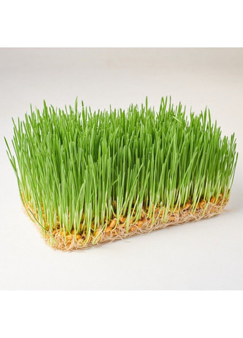 Насіння мікрозелені Green Chief Пшениця Одеська Зелений Шеф (298051317)