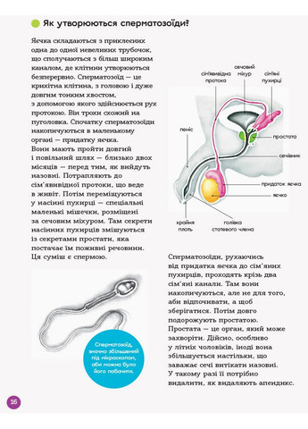 Книга для детей. Энциклопедия половой жизни. 10-13 лет (на украинском языке) Основа (322122801)