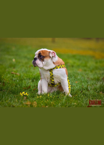 Шлей из нейлона с узором "WARNING" и пластиковой пряжкой 25 мм А:500-680 мм, В:500-720 мм Kareline (339075418)