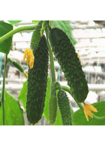 Семена огурца Артист F1 Bejo Zaden (333036030)