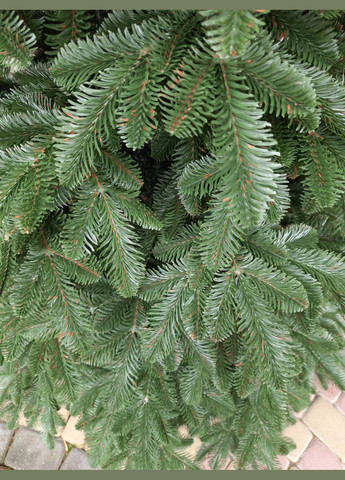 Ялинка лита "Канадська" — 250 см No Brand (307827558)