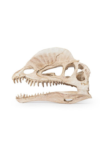 Декор – Череп динозавра, 19см Happet (360245515)