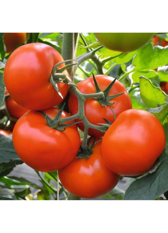 Семена биф-томат Тобольcк F1 Bejo Zaden (333035967)