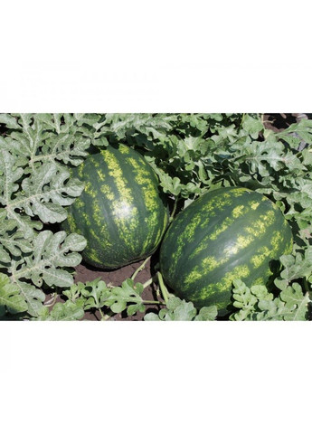 Семена арбуза Бархан F1 (Barhan) Syngenta (331900628)