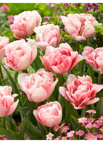 Тюльпан Foxtrot (2 шт. в упаковці) No Brand (364535293)