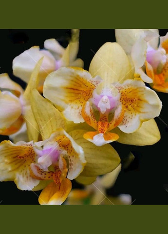 Орхидея подросток, фаленопсис Phal 5041 ароматная бабочка, желтая ODA (315635037)