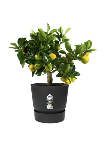 Горщик greenville bowl 47cm графіт 332389 Elho (316624649)