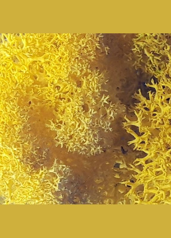 Очищенный стабилизированный мох ягель Желтый лимонный 3 кг Nordic moss (276401147)
