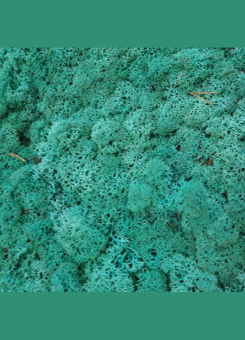 Очищенный стабилизированный мох ягель Изумрудный 3 кг Nordic moss (276401179)