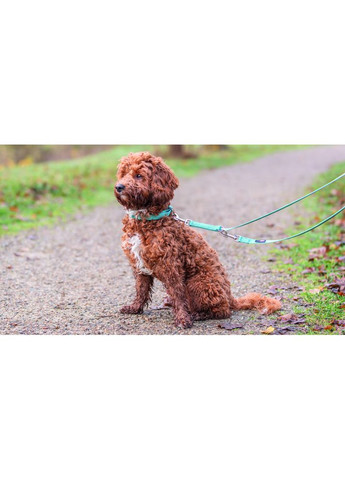 Ошейник Premium для собак XXS-XS 15-25 см 10 мм аква Trixie (362701774)