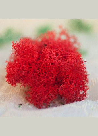 Очищенный стабилизированный мох ягель Красный 3 кг Nordic moss (278652078)