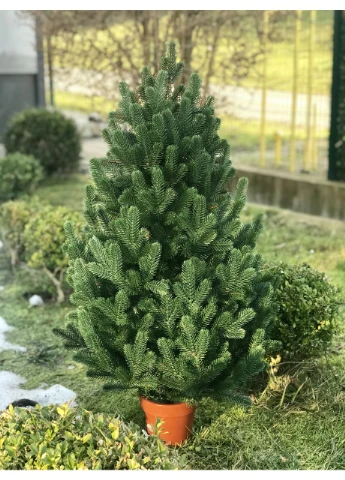 Ялинка Traditional лита в горщику 90 см зелена новинка HVOYA (355264015)