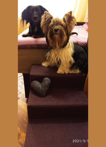 Драбина для собак, 36х35х50 см драбинки та сходинки для собак, пандус сходинки для собак, капці, лісозаліски No Brand (339786453)