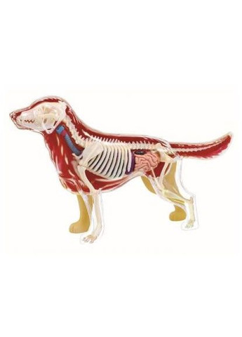 Пазл 4D Master Об'ємна анатомічна модель Собака золотистий ретривер (FM-622007) SKL Объемная анатомическая модель Собака золотистый ре (366067136)
