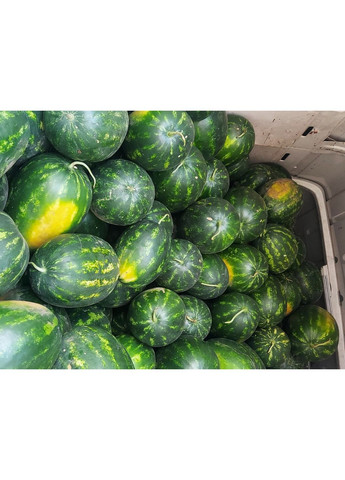 Семена арбуза Karistan F1 10000 шт (2747821700) Syngenta (362134973)