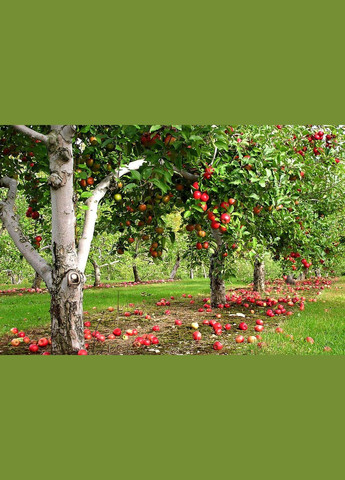 Фунгіцид Магнікур Сенсейшен 3.5 мл Protect Garden Bayer (299329941)