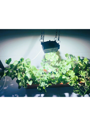 Фітолампа 50 Вт для росту рослин, 6500К. Холодний білий. No Brand (370650406)