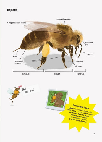 Книга Все о пчелах... и не только. Автор Жак Гишер. N1215001У 9786170959669 РАНОК (290663939)