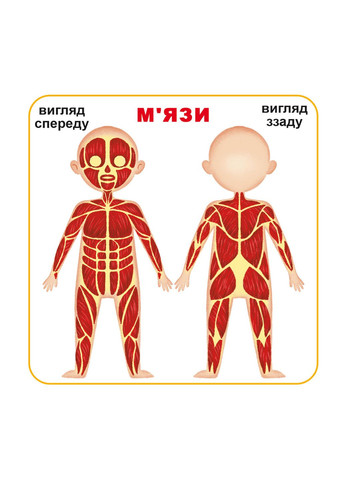 Розумні картки. Моє тіло. 30 карток Кристал Бук (316082350)